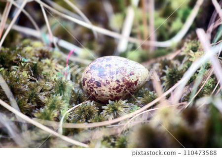 Cryptic painted (mottled) egg of European snipe 110473588