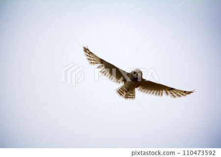 Short-eared owl (marsh owl, Asio flammeus) flies over nest Short-eared owl (marsh owl, Asio flammeus) flies over nest 110473592