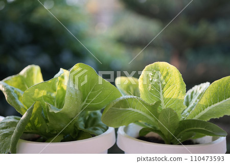 Salad vegetables in pots on growing plants 110473593