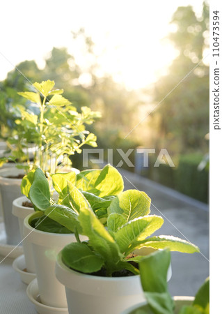 Salad vegetables in pots on the balcony under sunlight 110473594