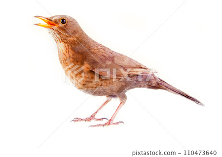Blackbird (Turdus merula, female) is one of best singers 110473640