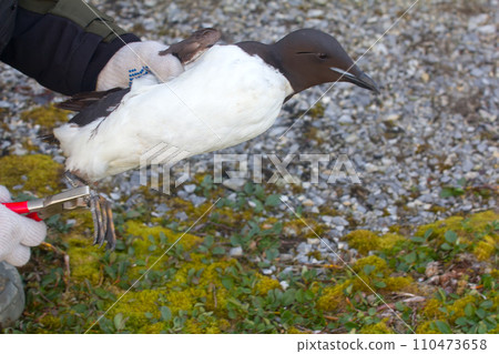Field scientific research. Ornithology 110473658