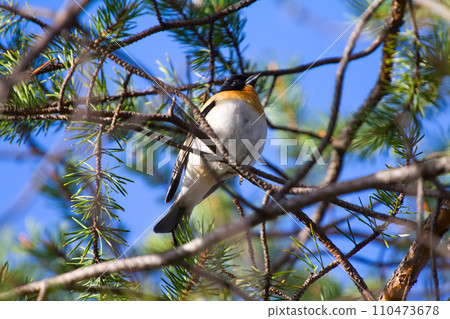 Spring is coming. Brambling sings on pine branch 110473678