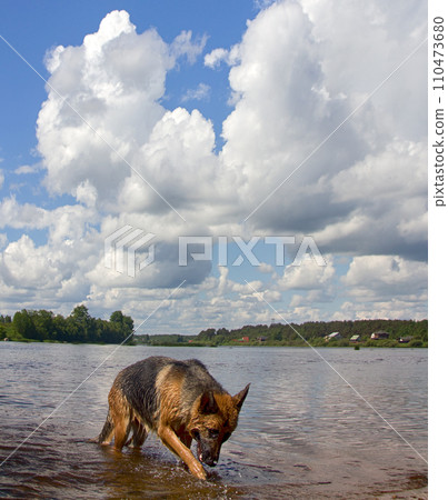 dog swims in river dog swims in river 110473680