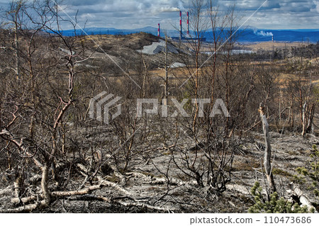 Plants of forest-tundra died because of air pollution platinum-Nickel plant Plants of forest-tundra died because of air pollution platinum-Nickel plant 110473686