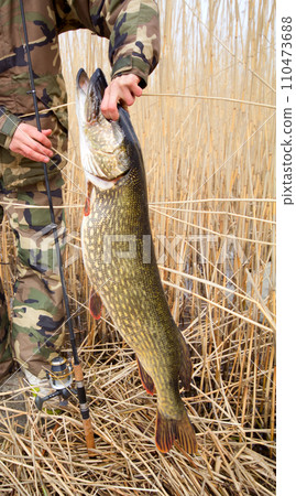 large pike 110473688
