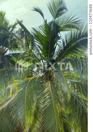 South Kerala Coconut trees 110473689