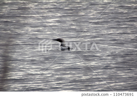 Black-throated diver (Gavia arctica) Black-throated diver (Gavia arctica) 110473691
