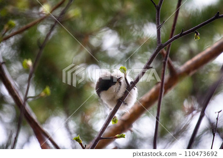 Willow tit (Parus montanus) in springtime. 110473692