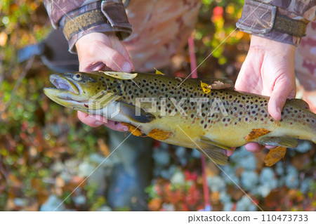 Lovely autumn salmon Lovely autumn salmon 110473733
