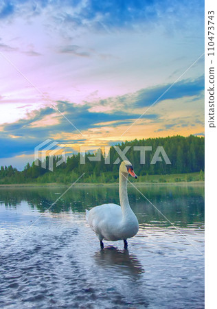 Royal mute Swan on river at sunset. Royal mute Swan on river at sunset. 110473743