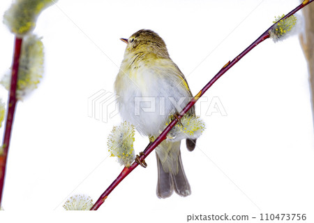 willow warbler bird willow warbler bird 110473756