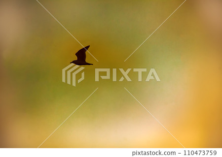 Seagull on background of sunset sky 110473759