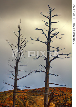 Old dead trunks of pines Old dead trunks of pines 110473765