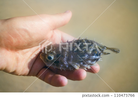 out by sea on beach of tropical fish of amazing shapes and species 110473766