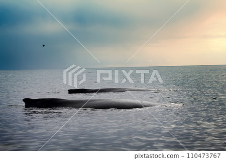 Whales in the Pacific ocean Whales in the Pacific ocean 110473767