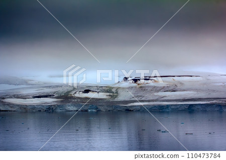 Islands Jackson, Payer Ziegler. Glaciers and snowfields 110473784
