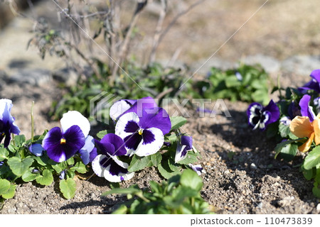Pansies planted in the flowerbed 110473839