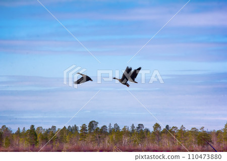 Forest-breeding bean geese on background of summer blue sk Forest-breeding bean geese on background of summer blue sk 110473880