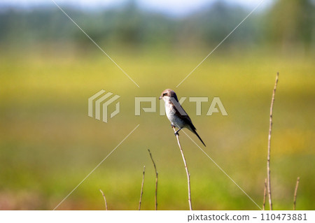 Red-backed shrike (Lanius collurio, juv) Red-backed shrike (Lanius collurio, juv) 110473881