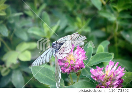 Copulation butterfly - Black-veined white 110473892
