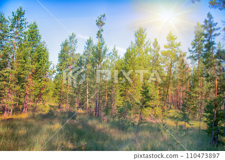 filled with the sun in the southern pine forest. 110473897