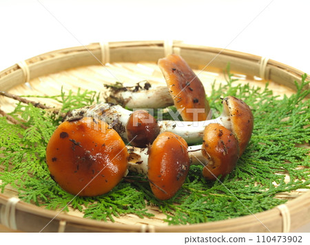 收穫的油梅吉 110473902