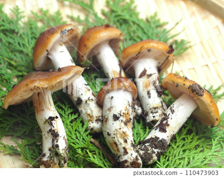 Harvested aburameji 110473903