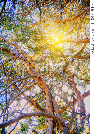 Intertwining of trunks and branches of pine Intertwining of trunks and branches of pine 110473910