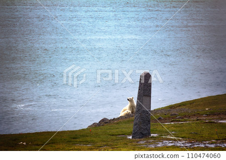 Polar bears on Franz Josef Land. 110474060
