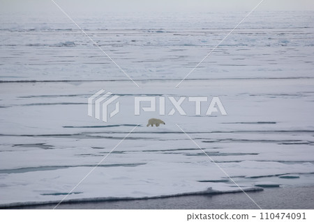 Polar bear goes into the expanses of the Arctic ocean Polar bear goes into the expanses of the Arctic ocean 110474091