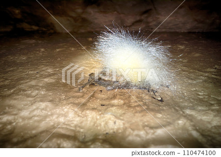 Silver threads flower is molds on corpse of dead bat. 110474100