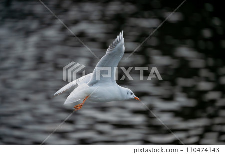 Black-headed gull in winter plumage. Gull in flight over a lake with no other birds in the frame. Black-headed gull (Chroicocephalus ridibundus) in Kelsey Park, Beckenham, Greater London, UK. Black-headed gull in winter plumage. Gull in flight over a lake with no other birds in the frame. Black-headed gull (Chroicocephalus ridibundus) in Kelsey Park, Beckenham, Greater London, UK. 110474143