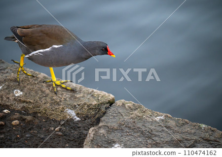 Moorhen walking to the right beside a lake. Common moorhen (Gallinula chloropus) in Kelsey Park, Beckenham, Kent, UK. Copy space to right. 110474162