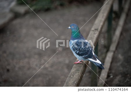Rock dove or common pigeon or feral pigeon sitting on a fence facing left with copy space. Rock dove or common pigeon (Columba livia), in Kelsey Park, Beckenham, Kent, UK. Rock dove or common pigeon or feral pigeon sitting on a fence facing left with copy space. Rock dove or common pigeon (Columba livia), in Kelsey Park, Beckenham, Kent, UK. 110474164