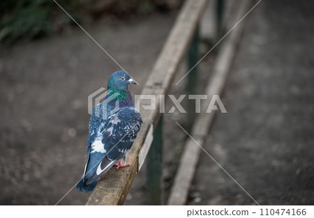 Rock dove or common pigeon or feral pigeon sitting on a fence facing right with copy space. Rock dove or common pigeon (Columba livia), in Kelsey Park, Beckenham, Kent, UK. Rock dove or common pigeon or feral pigeon sitting on a fence facing right with copy space. Rock dove or common pigeon (Columba livia), in Kelsey Park, Beckenham, Kent, UK. 110474166