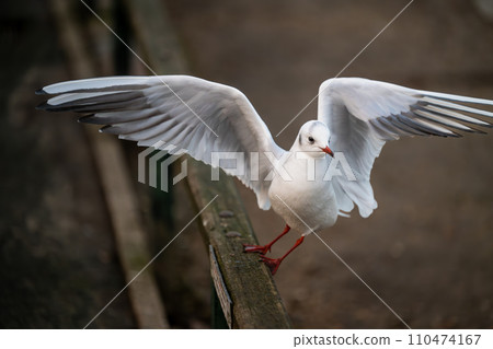 Black-headed gull in winter plumage. Gull launching into flight with no other birds in the frame. Black-headed gull (Chroicocephalus ridibundus) in Kelsey Park, Beckenham, Greater London, UK. 110474167