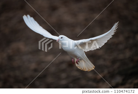 White dove in flight. Rock dove or common pigeon or feral pigeon with no other birds in the frame. White dove (Columba livia) in Kelsey Park, Beckenham, Kent, UK. White dove in flight. Rock dove or common pigeon or feral pigeon with no other birds in the frame. White dove (Columba livia) in Kelsey Park, Beckenham, Kent, UK. 110474172