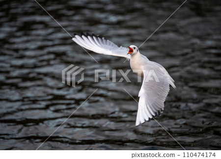 Black-headed gull in winter plumage. Gull in flight with lake behind. Black-headed gull (Chroicocephalus ridibundus) in Kelsey Park, Beckenham, Kent, UK. Black-headed gull in winter plumage. Gull in flight with lake behind. Black-headed gull (Chroicocephalus ridibundus) in Kelsey Park, Beckenham, Kent, UK. 110474174