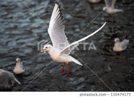 Black-headed gull in winter plumage. Gull in flight with lake behind. Black-headed gull (Chroicocephalus ridibundus) in Kelsey Park, Beckenham, Kent, UK. 110474175