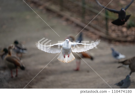 White dove in flight. Rock dove or common pigeon or feral pigeon with other birds in a park behind. White dove (Columba livia) in Kelsey Park, Beckenham, Kent, UK. 110474180