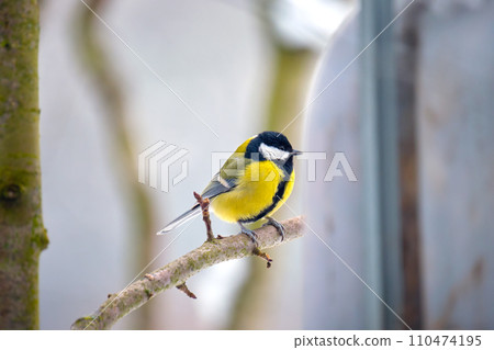 Yellow wild tit bird perching on tree branch on cold winter day Yellow wild tit bird perching on tree branch on cold winter day 110474195
