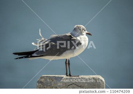 Wild seagull water bird perching on harbor railing in Florida. Wildlife in Southern USA Wild seagull water bird perching on harbor railing in Florida. Wildlife in Southern USA 110474209