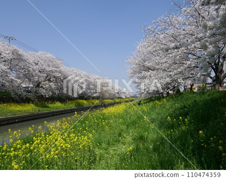 新川的櫻花(埼玉縣川越市) 新川的櫻花(埼玉縣川越市) 110474359