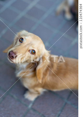 臘腸犬在公園散步 臘腸犬在公園散步 110474364