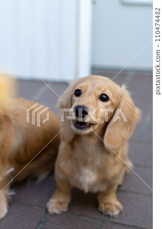 Dachshund  110474482