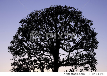 winter park tree silhouettes 110474490