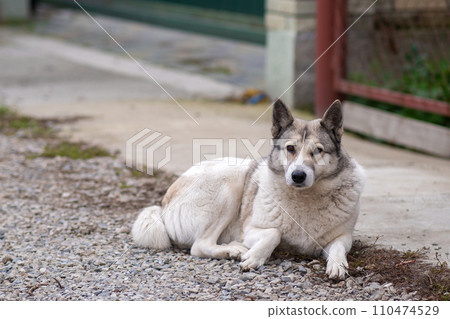 Portrait of a dog breed West Siberian Laika sitting outdoors in a yard. Portrait of a dog breed West Siberian Laika sitting outdoors in a yard. 110474529