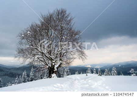 Moody landscape with footpath tracks and dark trees covered with fresh fallen snow in winter mountain forest on cold gloomy day. Moody landscape with footpath tracks and dark trees covered with fresh fallen snow in winter mountain forest on cold gloomy day. 110474547