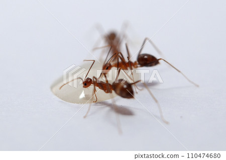 Ants and aphids on a white background. Macro photo. Ants and aphids on a white background. Macro photo. 110474680